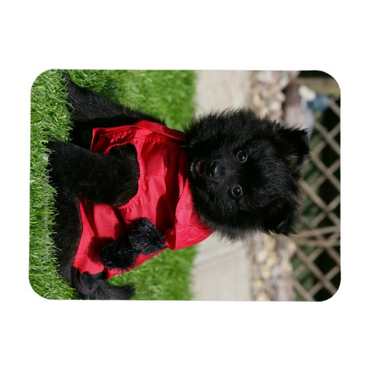 Black Pomeranian Puppy die camera's bekijkt Magneet (Horizontaal)