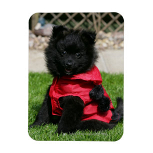 Black Pomeranian Puppy die camera's bekijkt Magneet