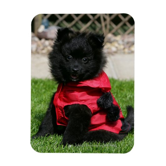 Black Pomeranian Puppy die camera's bekijkt Magneet (Verticaal)