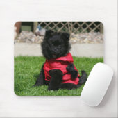 Black Pomeranian Puppy die camera's bekijkt Muismat (Met muis)