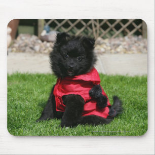 Black Pomeranian Puppy die camera's bekijkt Muismat