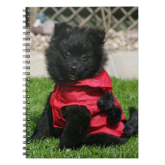 Black Pomeranian Puppy die camera's bekijkt Notitieboek (Voorkant)