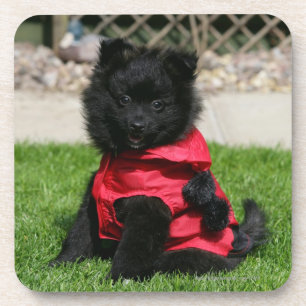 Black Pomeranian Puppy die camera's bekijkt Onderzetter