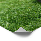 Black Pomeranian Puppy die camera's bekijkt Poster (Hoek)