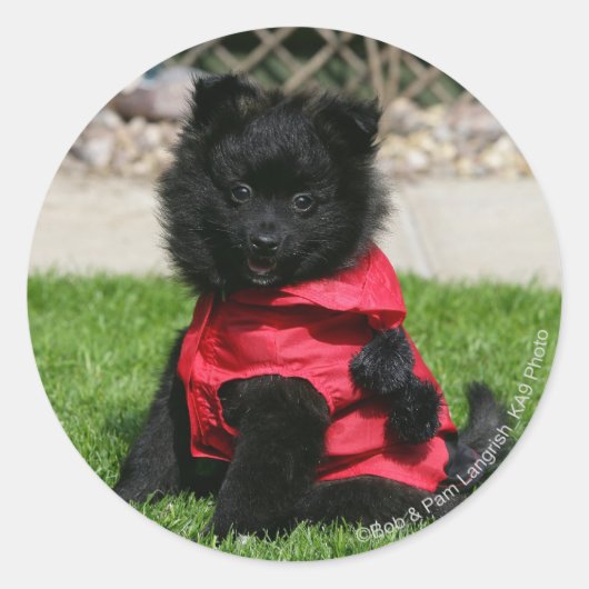 Black Pomeranian Puppy die camera's bekijkt Ronde Sticker (Voorkant)