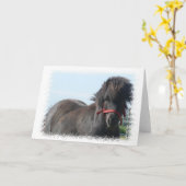 Black Pony Greeting Card Kaart (Gele Bloem)