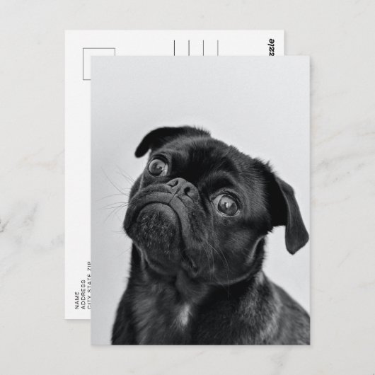 Black Pug Briefkaart (Voorkant / Achterkant)