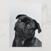Black Pug Briefkaart (Voorkant)