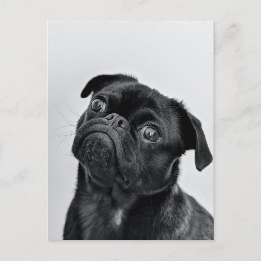 Black Pug Briefkaart (Voorkant)