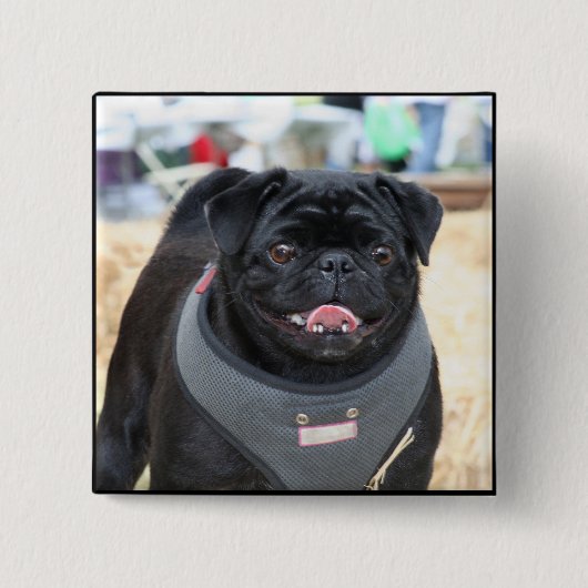 Black Pug Button (Voorkant)