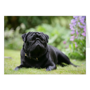 Black Pug Laing Down