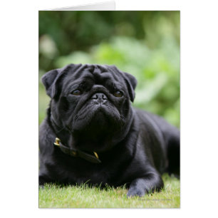 Black Pug Laing Down
