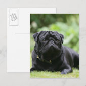 Black Pug Laing Down Briefkaart (Voorkant / Achterkant)