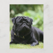 Black Pug Laing Down Briefkaart (Voorkant)