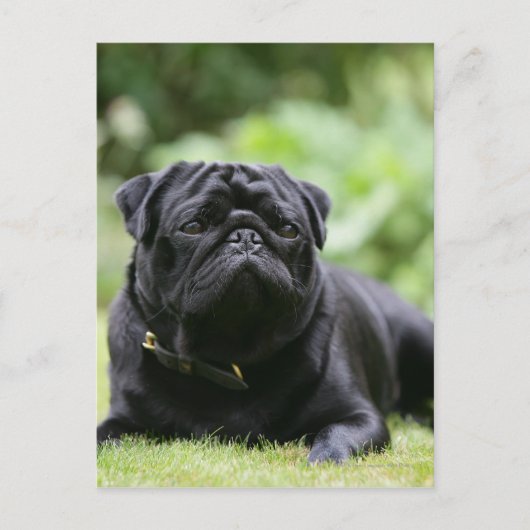 Black Pug Laing Down Briefkaart (Voorkant)