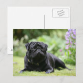 Black Pug Laing Down Briefkaart (Voorkant / Achterkant)