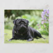 Black Pug Laing Down Briefkaart (Voorkant)
