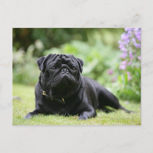 Black Pug Laing Down Briefkaart (Voorkant)