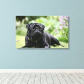 Black Pug Laing Down Canvas Afdruk (Insitu (Houten vloer))
