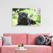 Black Pug Laing Down Canvas Afdruk (Insitu (Woonkamer))