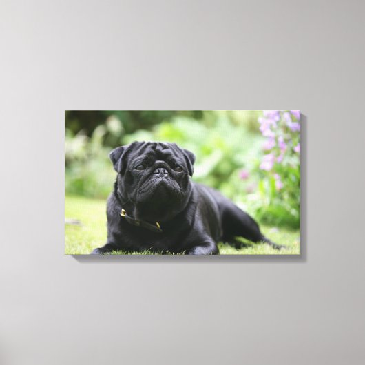 Black Pug Laing Down Canvas Afdruk (Voorkant)