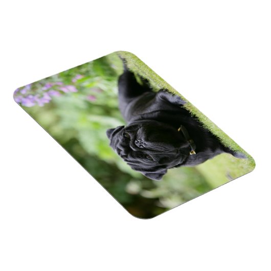 Black Pug Laing Down Magneet (Rechterzijde)