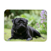 Black Pug Laing Down Magneet (Horizontaal)