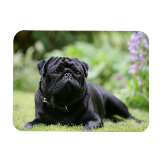 Black Pug Laing Down Magneet (Horizontaal)