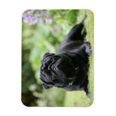 Black Pug Laing Down Magneet (Verticaal)
