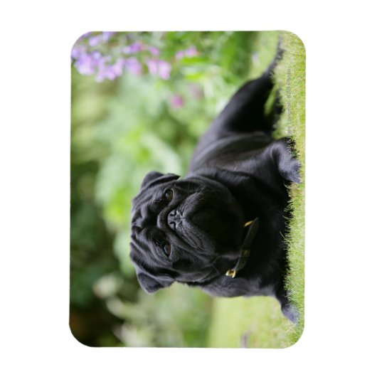 Black Pug Laing Down Magneet (Verticaal)