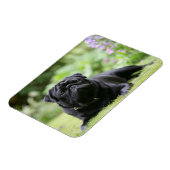 Black Pug Laing Down Magneet (Linkerzijde)