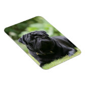 Black Pug Laing Down Magneet (Rechterzijde)