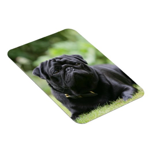 Black Pug Laing Down Magneet (Rechterzijde)