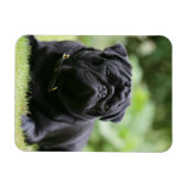 Black Pug Laing Down Magneet (Horizontaal)