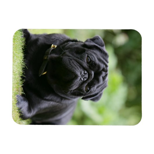 Black Pug Laing Down Magneet (Horizontaal)