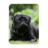 Black Pug Laing Down Magneet (Verticaal)