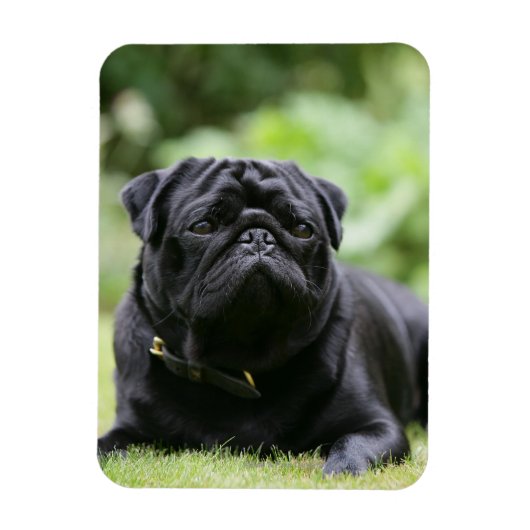 Black Pug Laing Down Magneet (Verticaal)