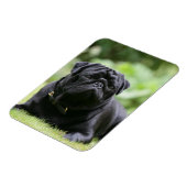 Black Pug Laing Down Magneet (Linkerzijde)