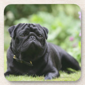 Black Pug Laing Down Onderzetter (Voorkant)
