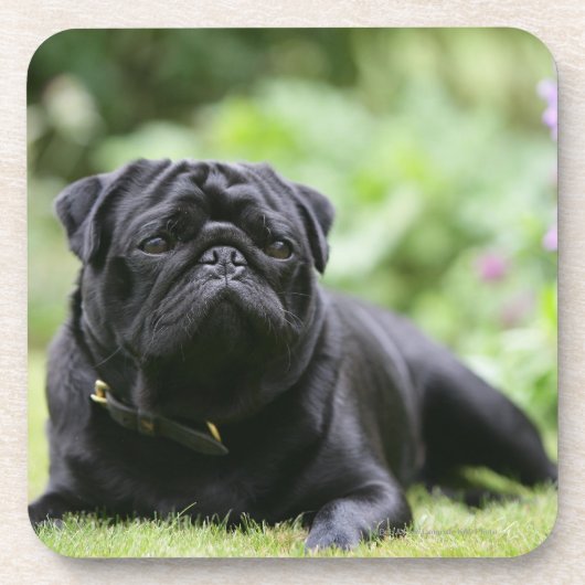 Black Pug Laing Down Onderzetter (Voorkant)