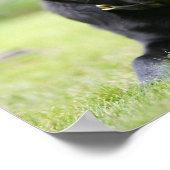 Black Pug Laing Down Poster (Hoek)