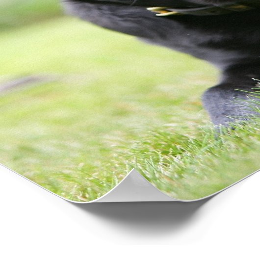 Black Pug Laing Down Poster (Hoek)