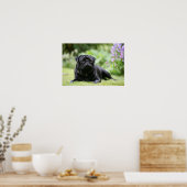 Black Pug Laing Down Poster (Keuken)