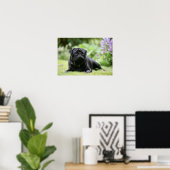 Black Pug Laing Down Poster (Thuiskantoor)