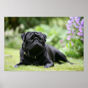 Black Pug Laing Down Poster