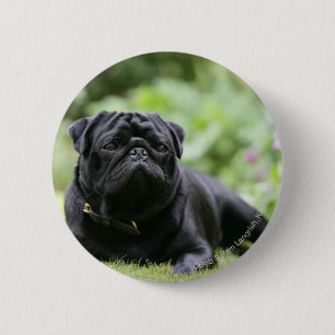 Black Pug Laing Down Ronde Button 5,7 Cm