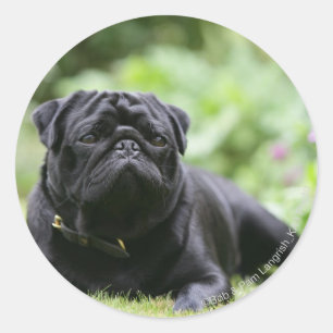 Black Pug Laing Down Ronde Sticker