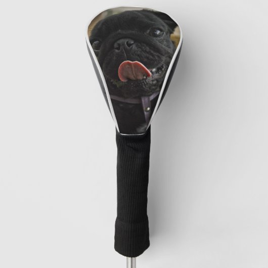 black pug licking golfheadcover (Voorkant)