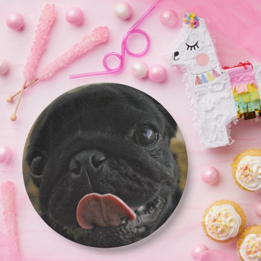 black pug licking papieren bordje (Feest)