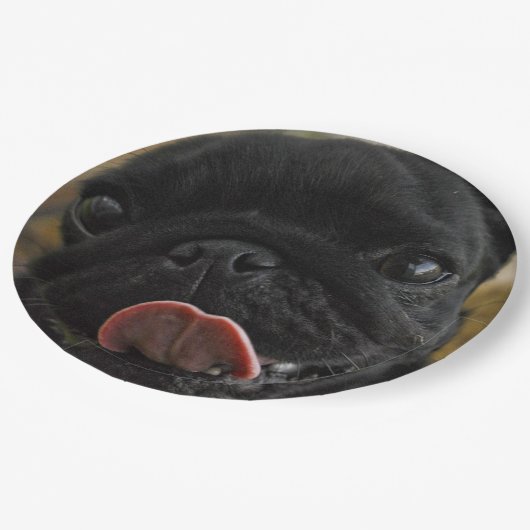 black pug licking papieren bordje (Gekanteld)